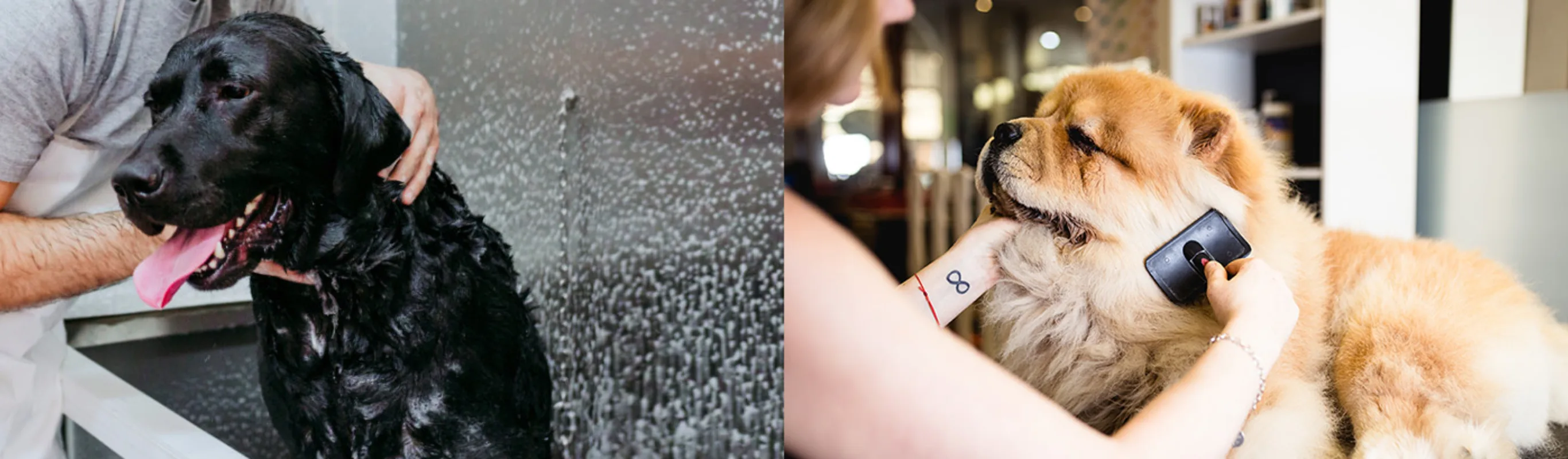 Left Image is a groomer washing a black labrador dog and the right image is a groomer trimming some fur of a small dog's face